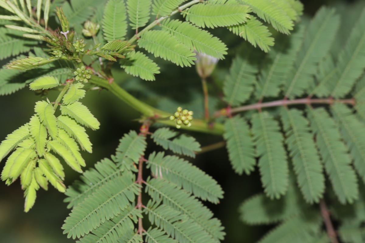 Desmanthus virgatus (L.) Willd.